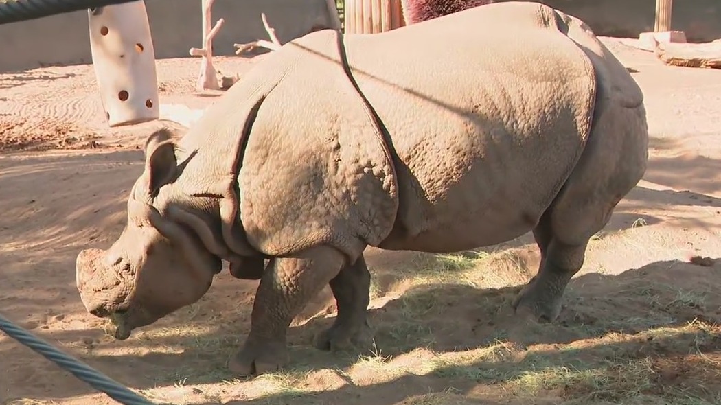 Baby rhino arrives at the Phoenix Zoo