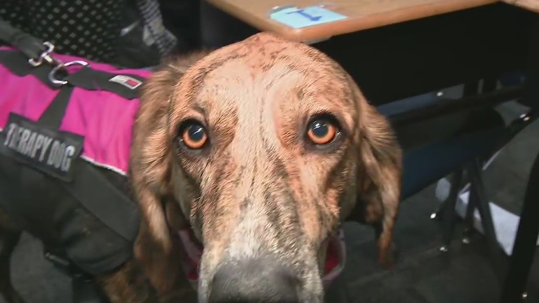 Therapy dogs help students, staff at Mesa elementary schools