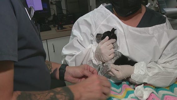 Celebrating Thanksgiving safely: Arizona Humane Society says don't give your dog bones, onions or sweets