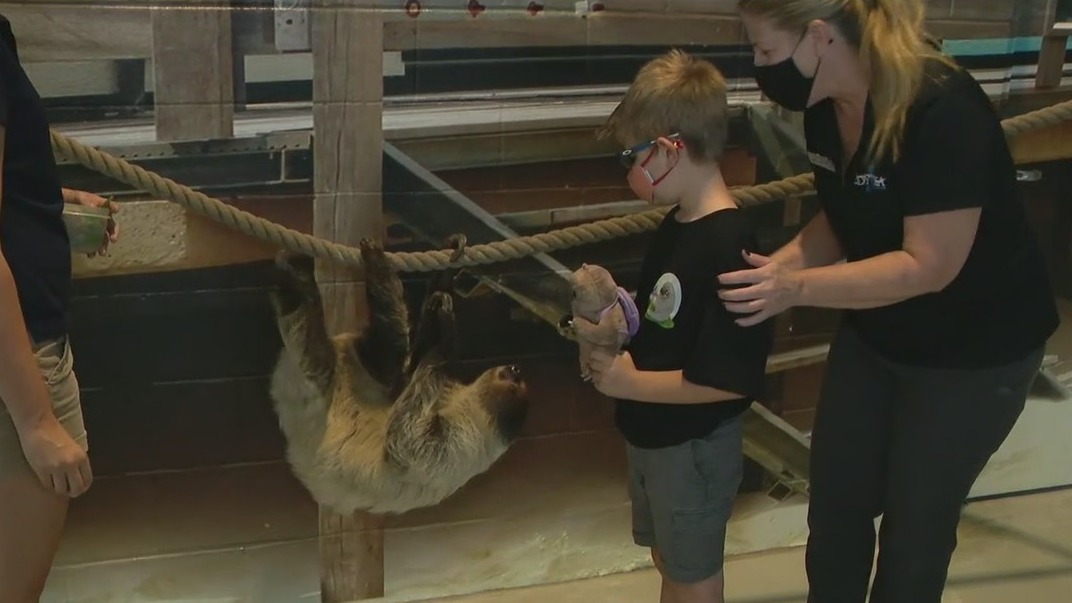'Slothee Wants Coffee': 8-year-old sloth book author meets sloth at OdySea Aquarium