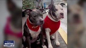 WANTED: Suspects who stole service dogs, owner's vehicle