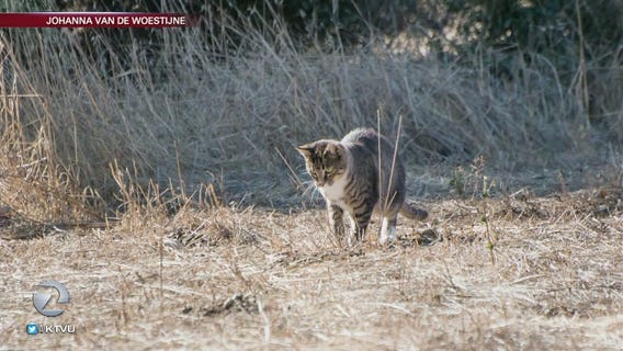 Feral cats vs. birds on Google's Mountain View campus