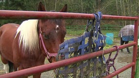 Hope for the Holidays: Bridge of Promise Part II