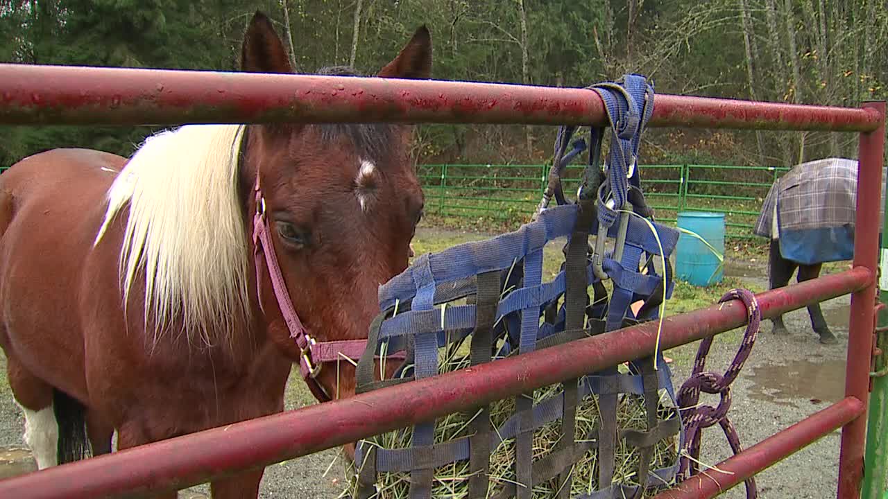 Hope for the Holidays: Bridge of Promise Part II