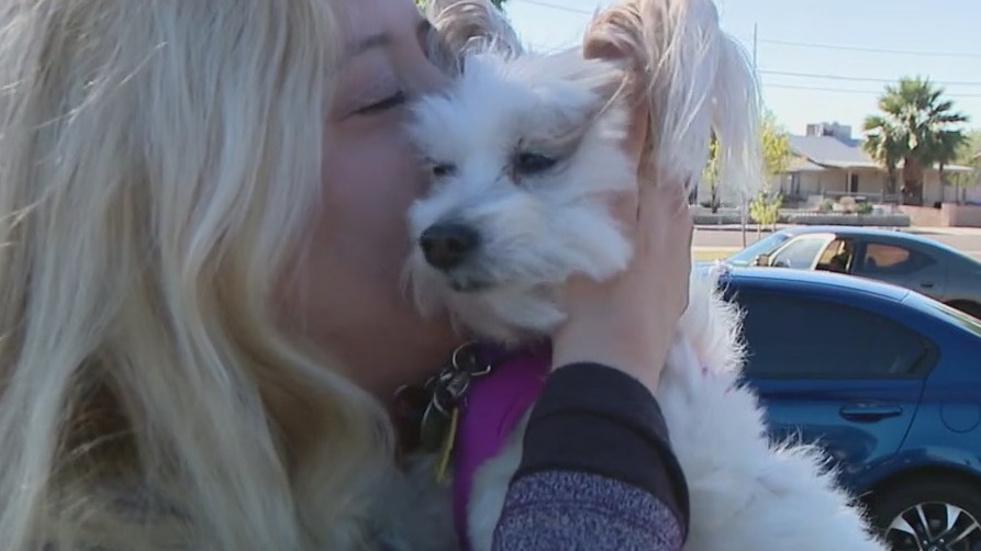 Dog reunited with family after missing for three years