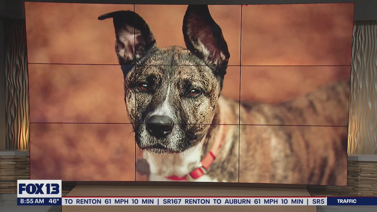 Pet of the Week: Lola