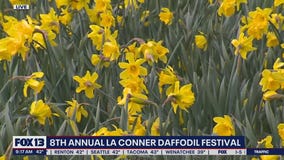 8th annual La Conner Daffodil Festival