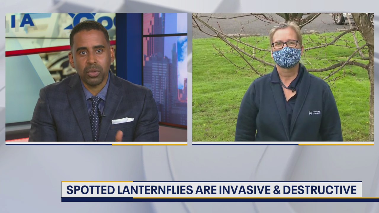 Stopping the spread of the Spotted Lanternfly