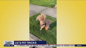 Liz's Pet Tricks for Thursday, May 26