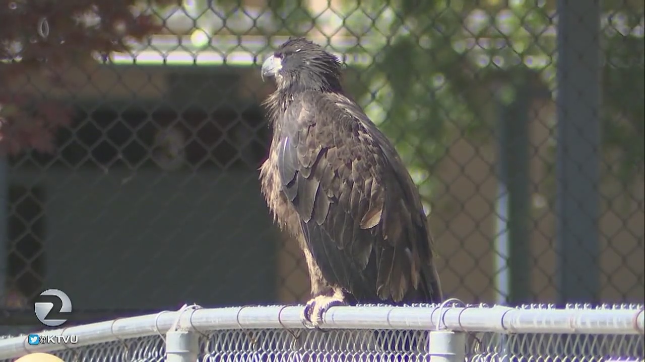 Baby eagle falls again