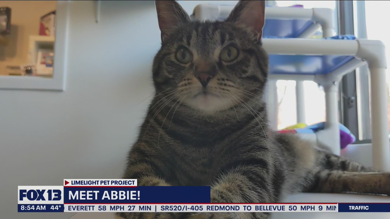 Pet of the Week: Abbie