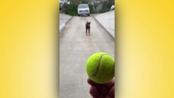 Liz's Pet Tricks for Thursday, November 24