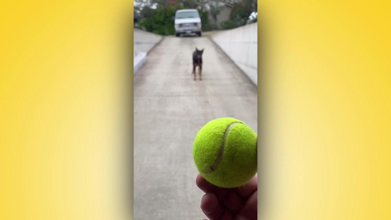 Liz's Pet Tricks for Thursday, November 24