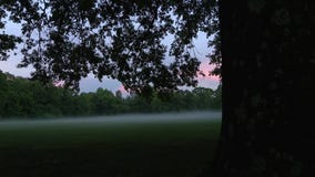 Cicadas: Has it been 17 years?