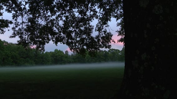 Cicadas: Has it been 17 years?