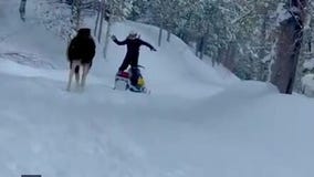 Watch: Snowmobiler leaps to safety when massive moose charges in Idaho