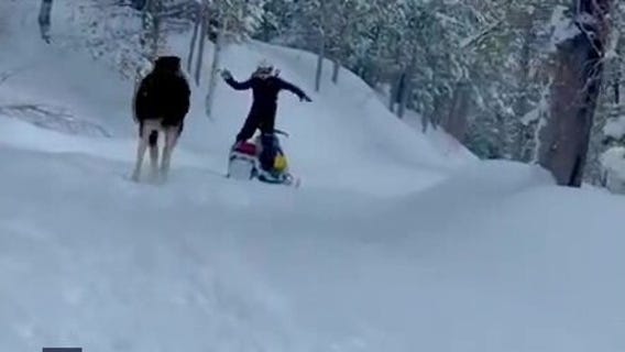 Watch: Snowmobiler leaps to safety when massive moose charges in Idaho
