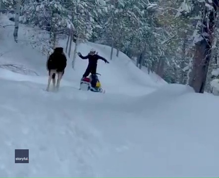 Watch: Snowmobiler leaps to safety when massive moose charges in Idaho