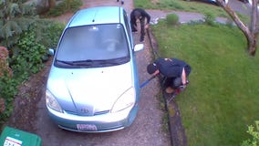 Gone in less than 90 seconds: Catalytic converter theft caught on cam