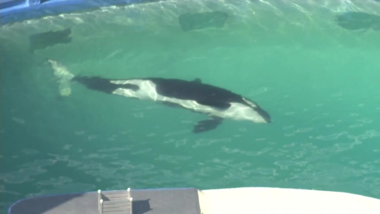 Tokitae aka Lolita dies before she was set to be transported back to Puget Sound
