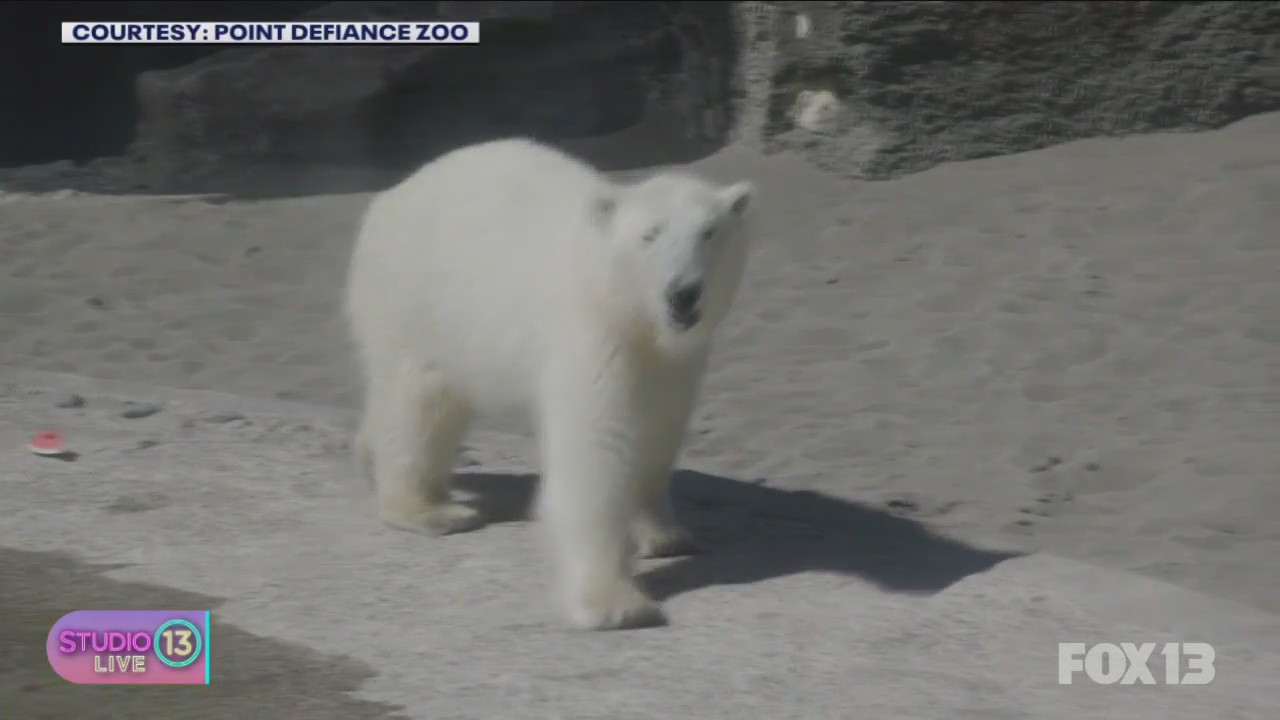 Learning about polar bears at the Point Defiance Zoo and Aquarium