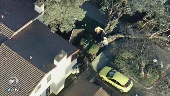 Tree falls in Newark, causes gas and water leak