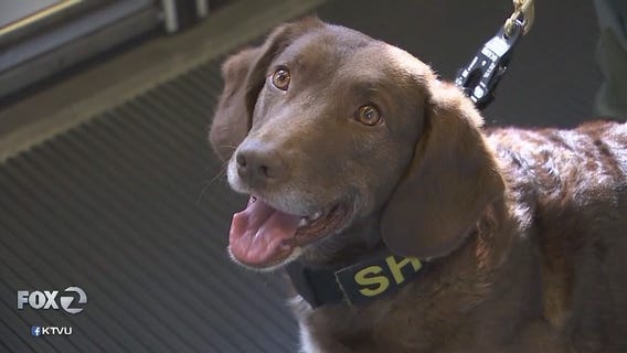 VTA gets two new bomb-sniffing dogs