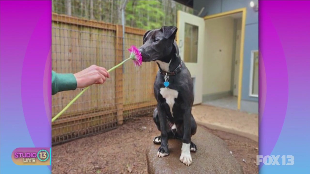 Pasado's Safe Haven hosts fundraiser Oct. 14