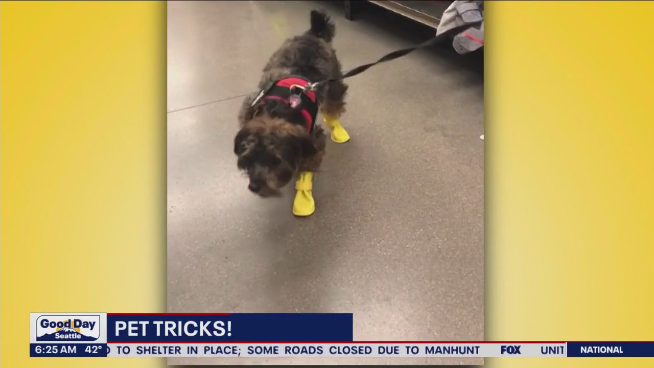 Pet Tricks for Thursday, October 26