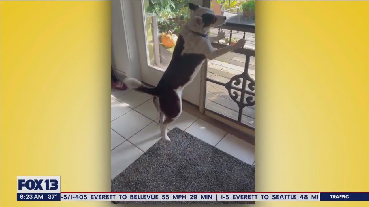 Pet Tricks for Friday, October 27