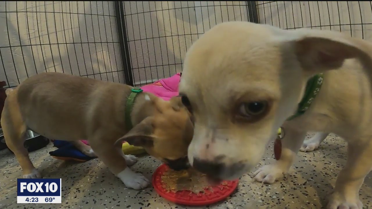 Betty White Challenge: Arizonans can honor late actress's legacy by donating to rescue missions in her name