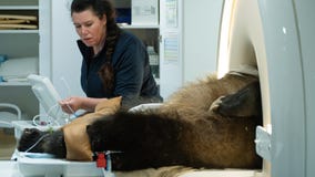 WSU Veterinary Teaching Hospital helps diagnose grizzly bear's puzzling condition