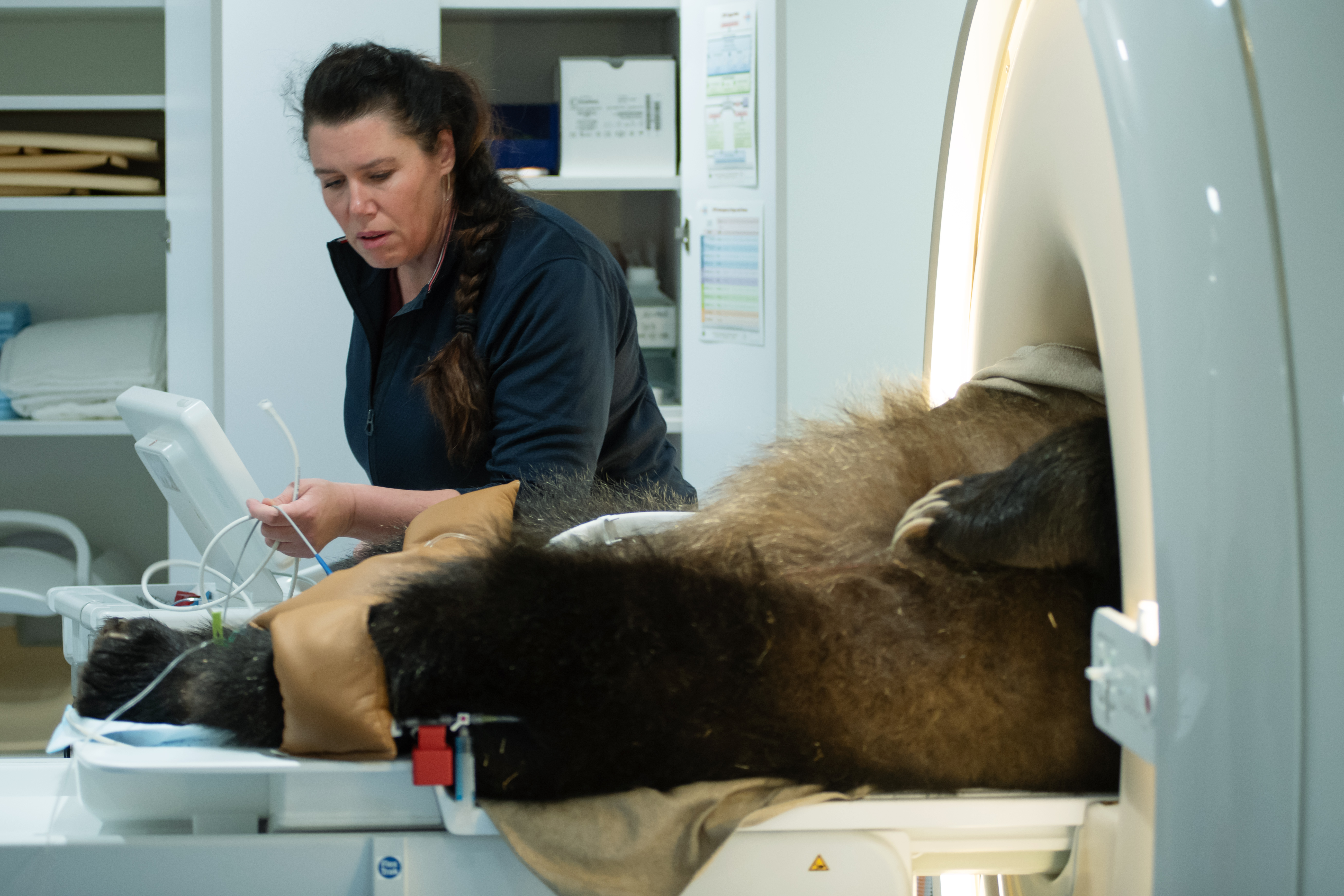 WSU Veterinary Teaching Hospital helps diagnose grizzly bear's puzzling condition