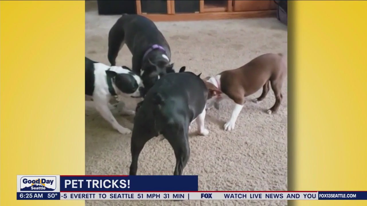 Pet Tricks for Friday, November 3