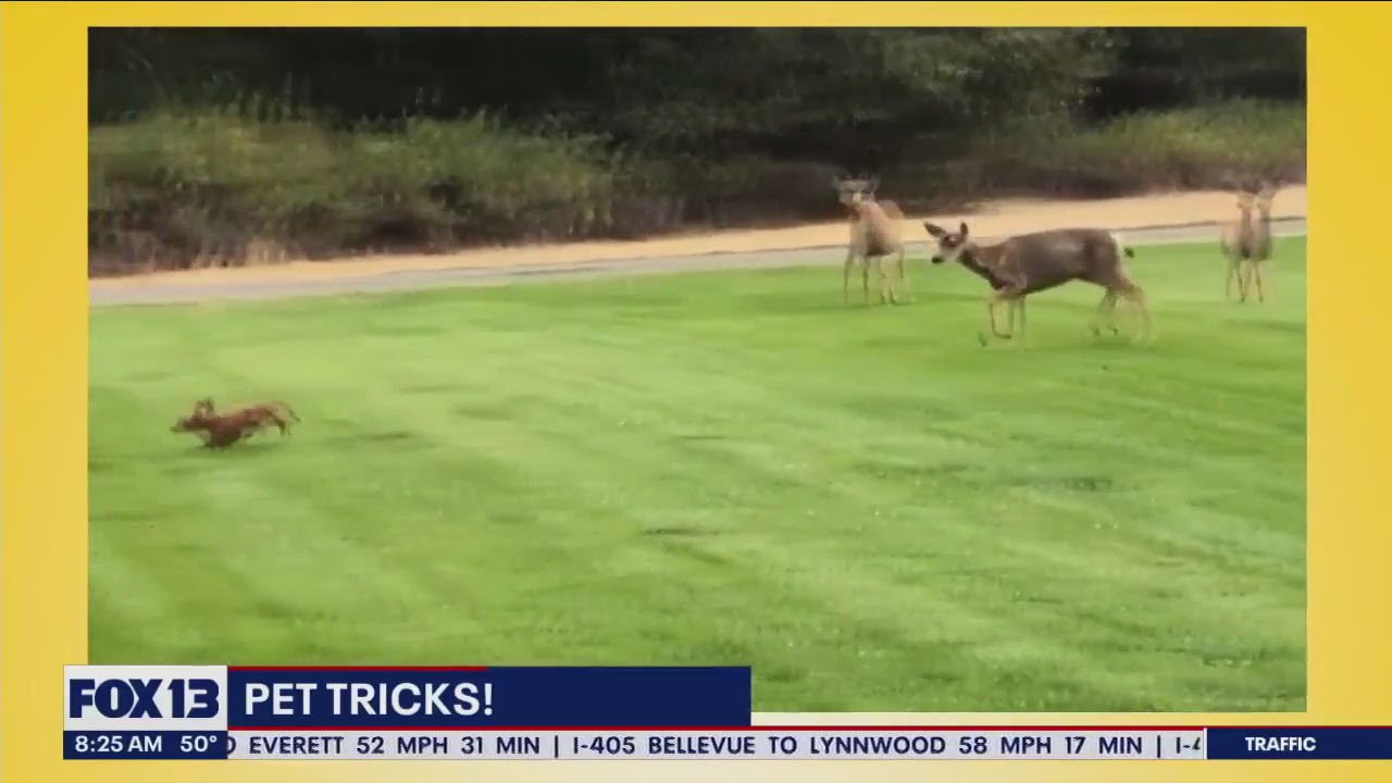 Pet Tricks for Monday, Nov. 6