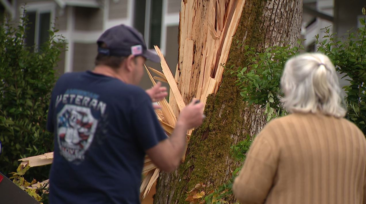 'This tree is a safety hazard': Bellevue neighbors concerned about city-owned tree causing more damage