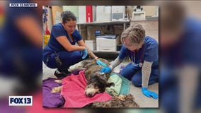 9 dogs rescued from Washington state home after owner found dead