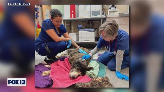 9 dogs rescued from Washington state home after owner found dead