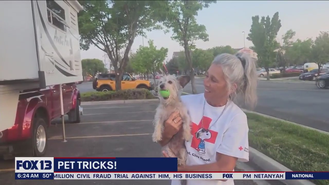 Pet Tricks for Tuesday, Nov. 7