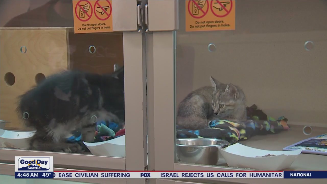 Adoption process at Seattle Humane Society