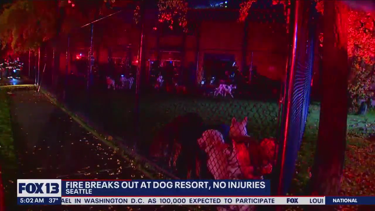 Fire breaks out at dog daycare in Seattle | FOX 13 Seattle