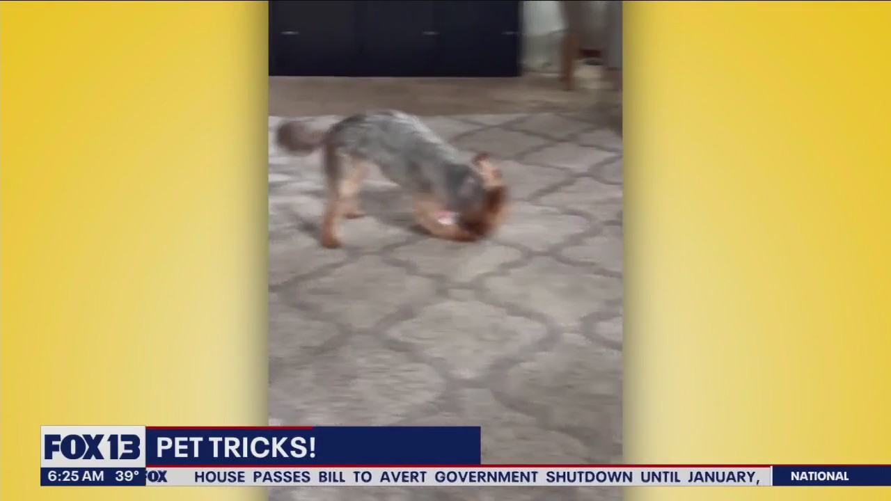 Pet Tricks for Wednesday, November 15