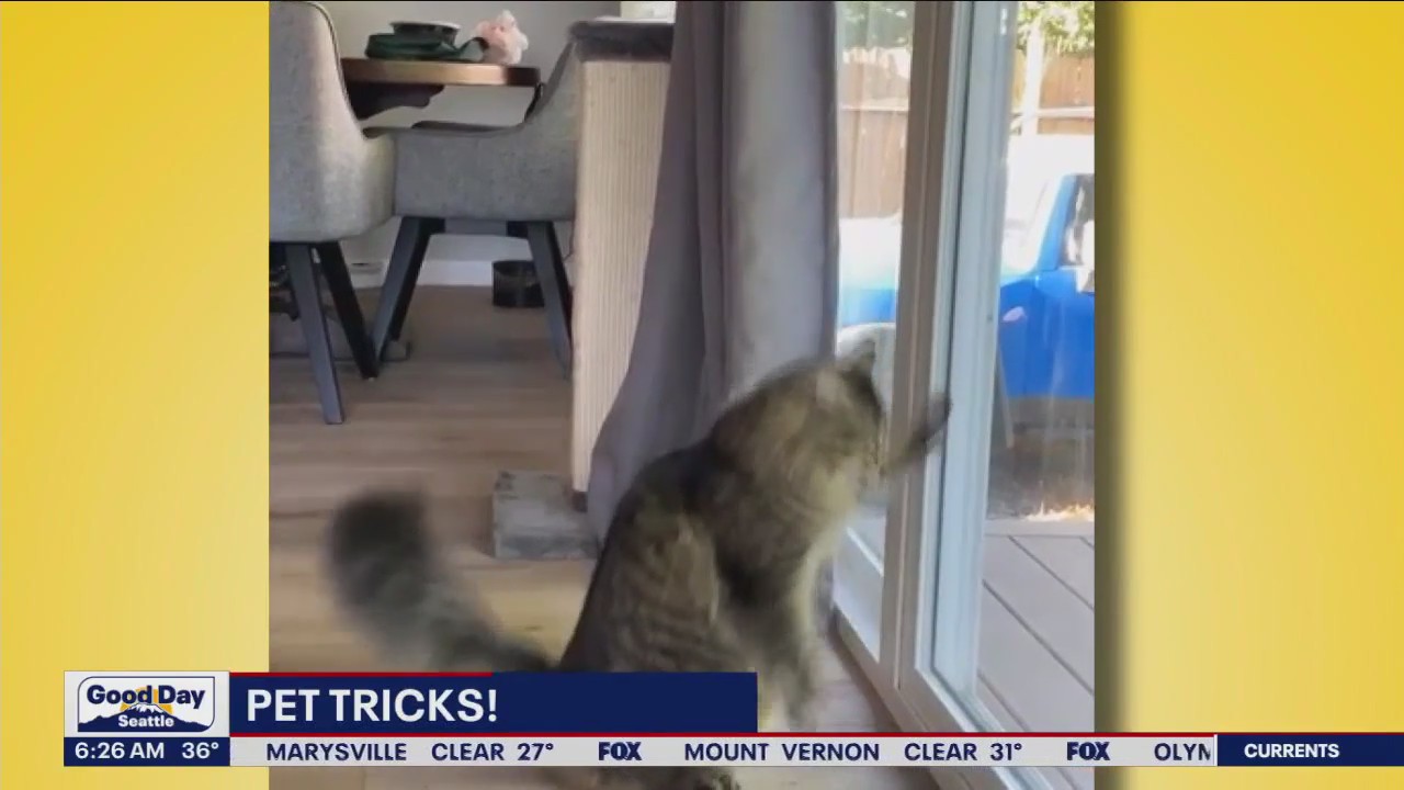 Pet Tricks for Tuesday, November 14