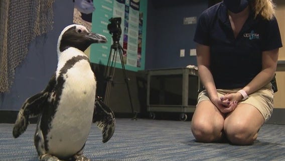 OdySea Aquarium's 'Rosie' the penguin helps children with disabilities feel inspired