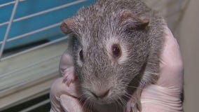 Arizona Humane Society program allows them to save animals from other states