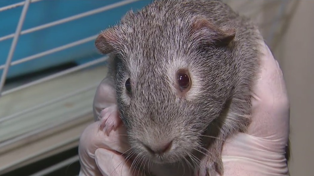 Arizona Humane Society program allows them to save animals from other states