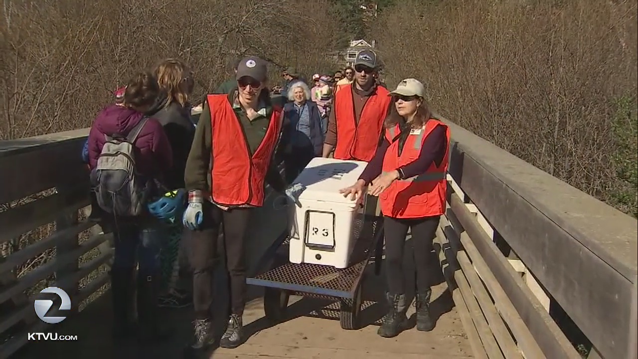 200 adult coho salmon released to boost endangered species' population
