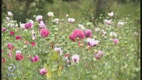 Tons of poppies destroyed in California's biggest opium bust