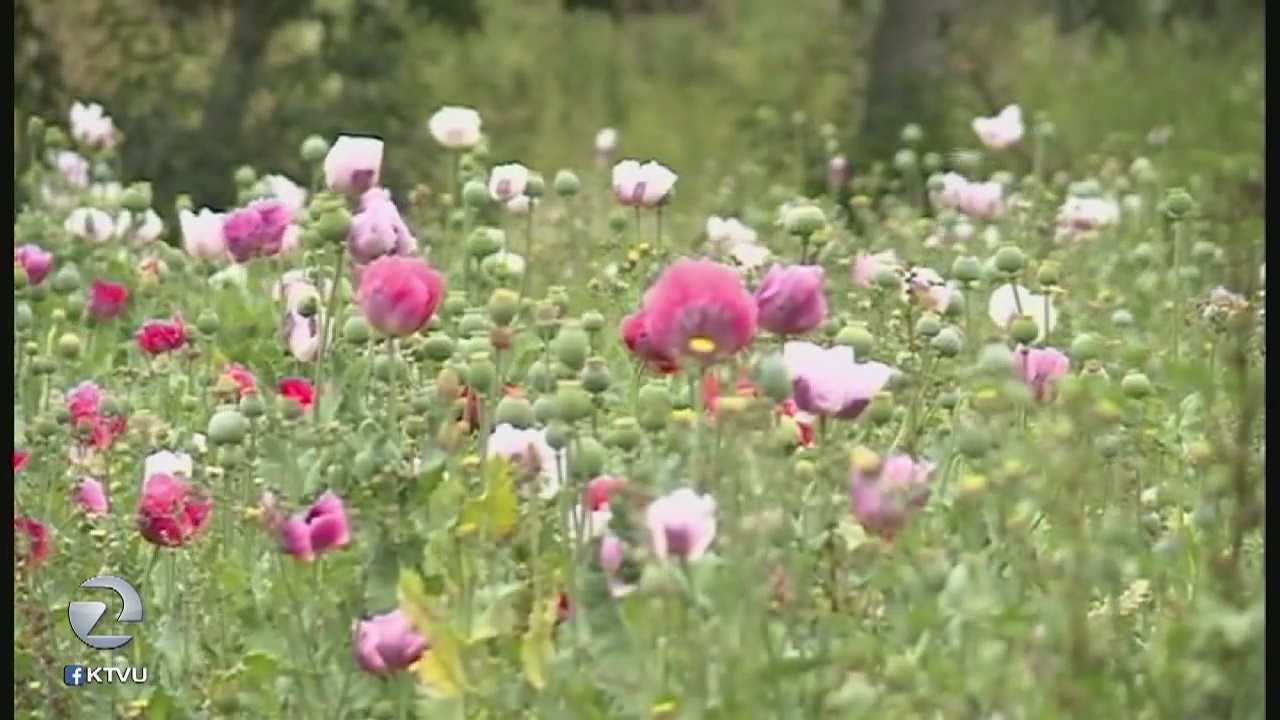 Tons of poppies destroyed in California's biggest opium bust