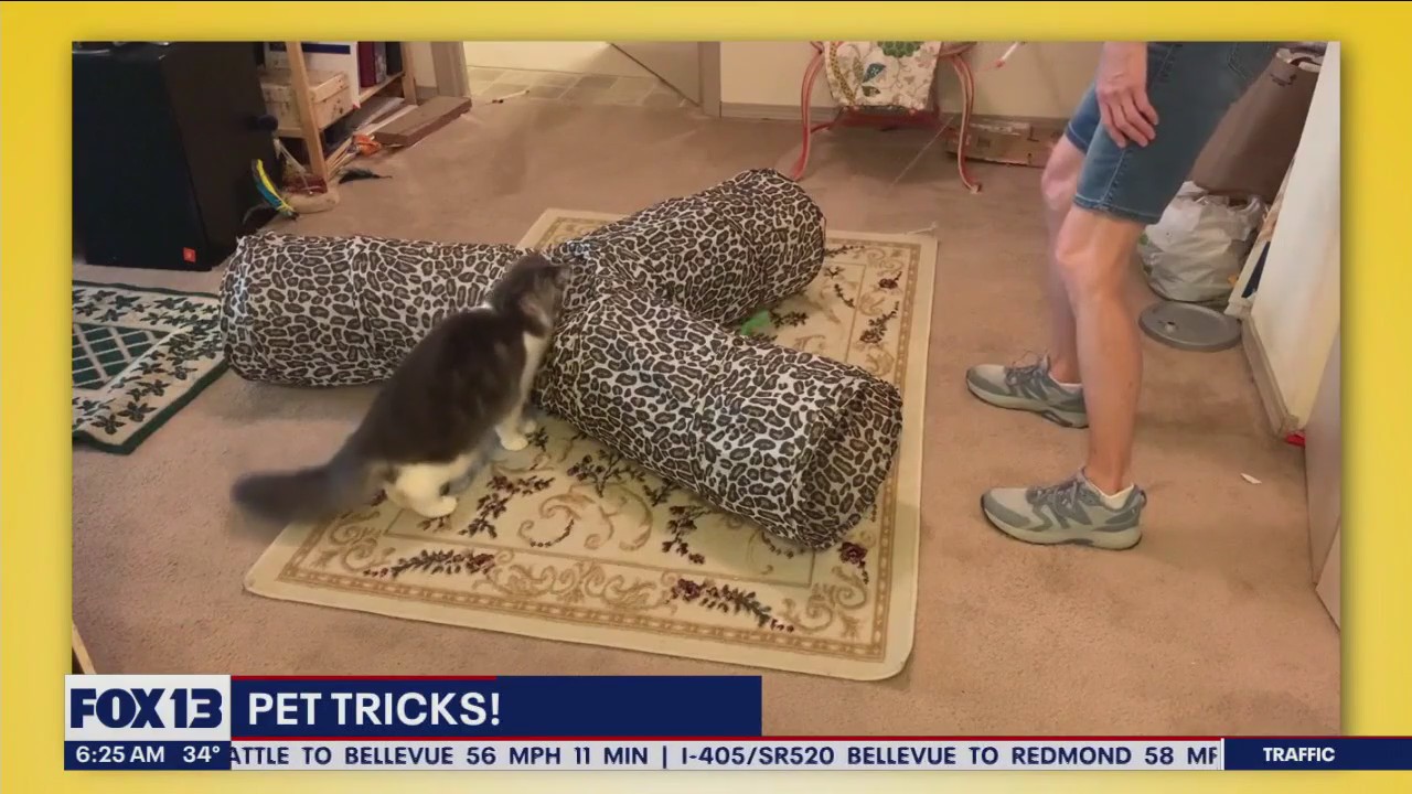 Pet Tricks for Thursday, November 16